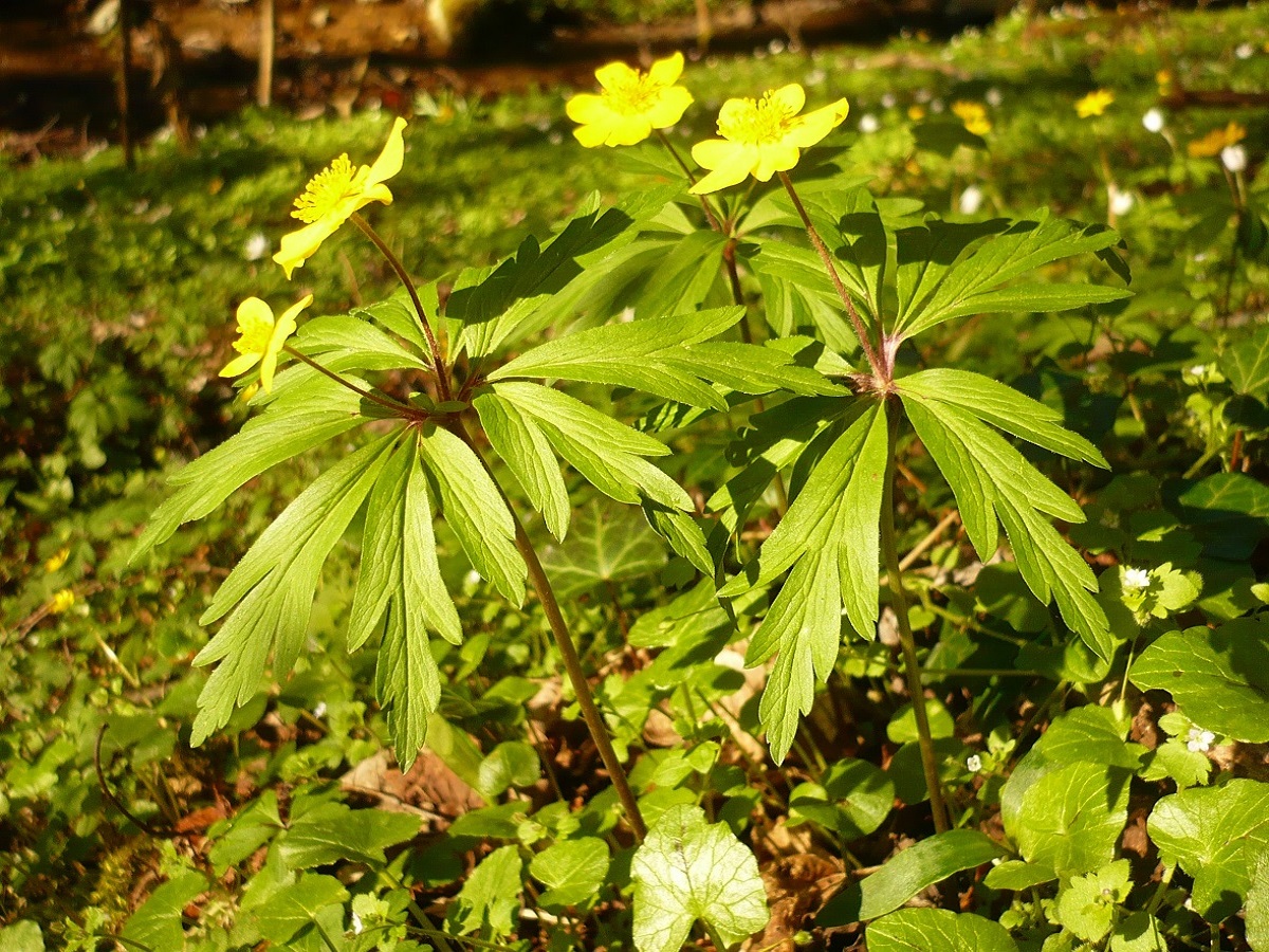 Anemone ranunculoides subsp. ranunculoides (Ranunculaceae)